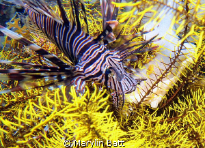 Lion fish perched in this bright yellow crinoid made a ni... by Marylin Batt 